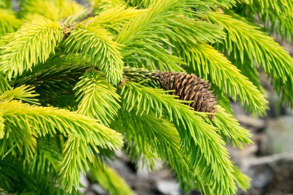 挪威云杉微生物机制首次揭示金纳米颗粒形成(图1)