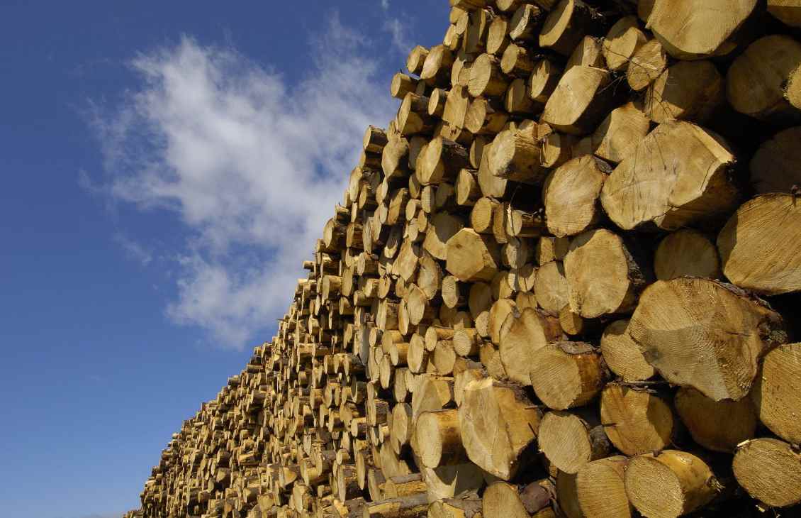 对木材加征更高关税，但为何仍不足以刺激林业投资？(图1)