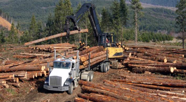 木材厂干一单亏一单？行业预警：圣诞旺季恐变裁员季！(图1)