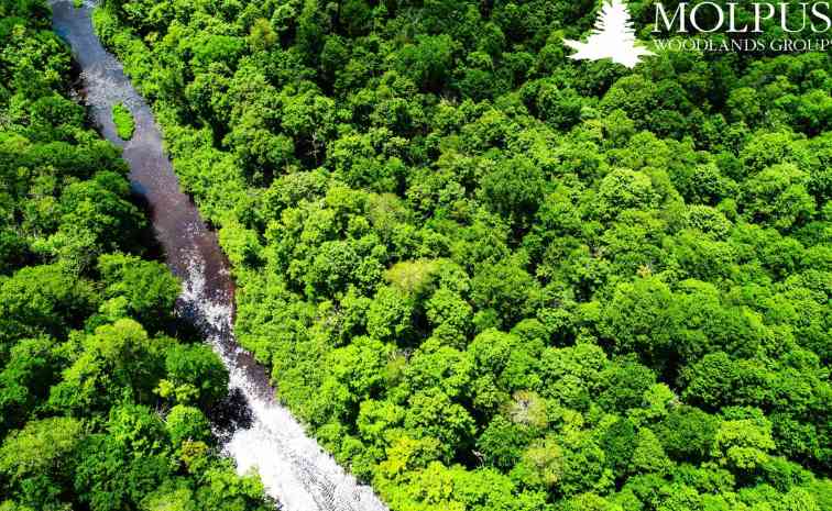 阿拉巴马州等三州林地收购扩大可持续林业投资渠道(图1)