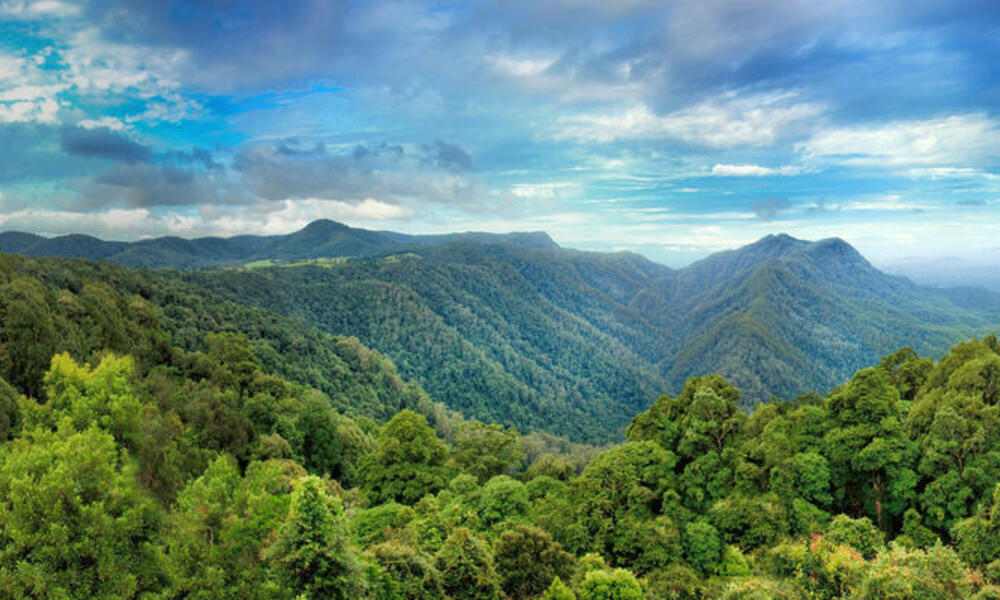 气候变化威胁澳大利亚热带森林碳汇功能(图1)